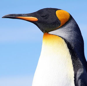 Meet your Posher, Dung